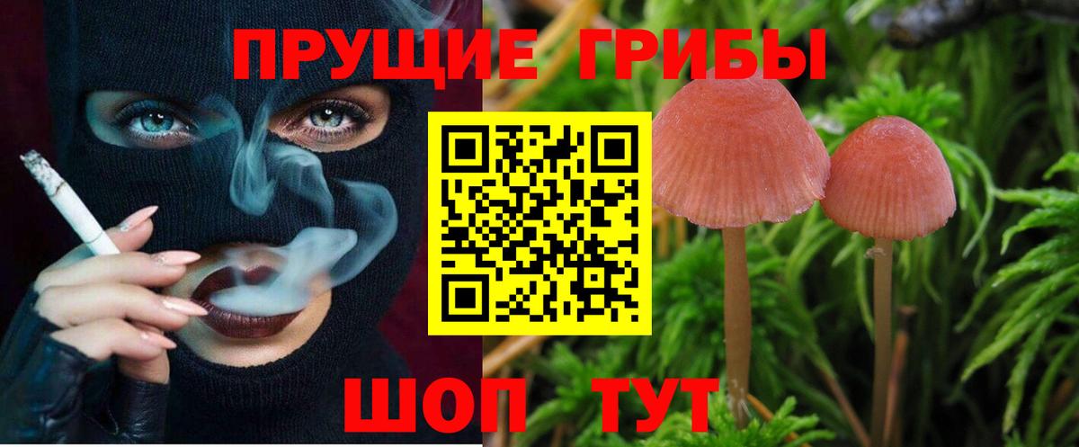 Псилоцибиновые грибы Psilocybe Северодвинск